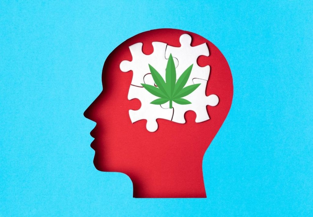 Cannabis And Cognition: The Short And Long Term Effects - Botanical Empress