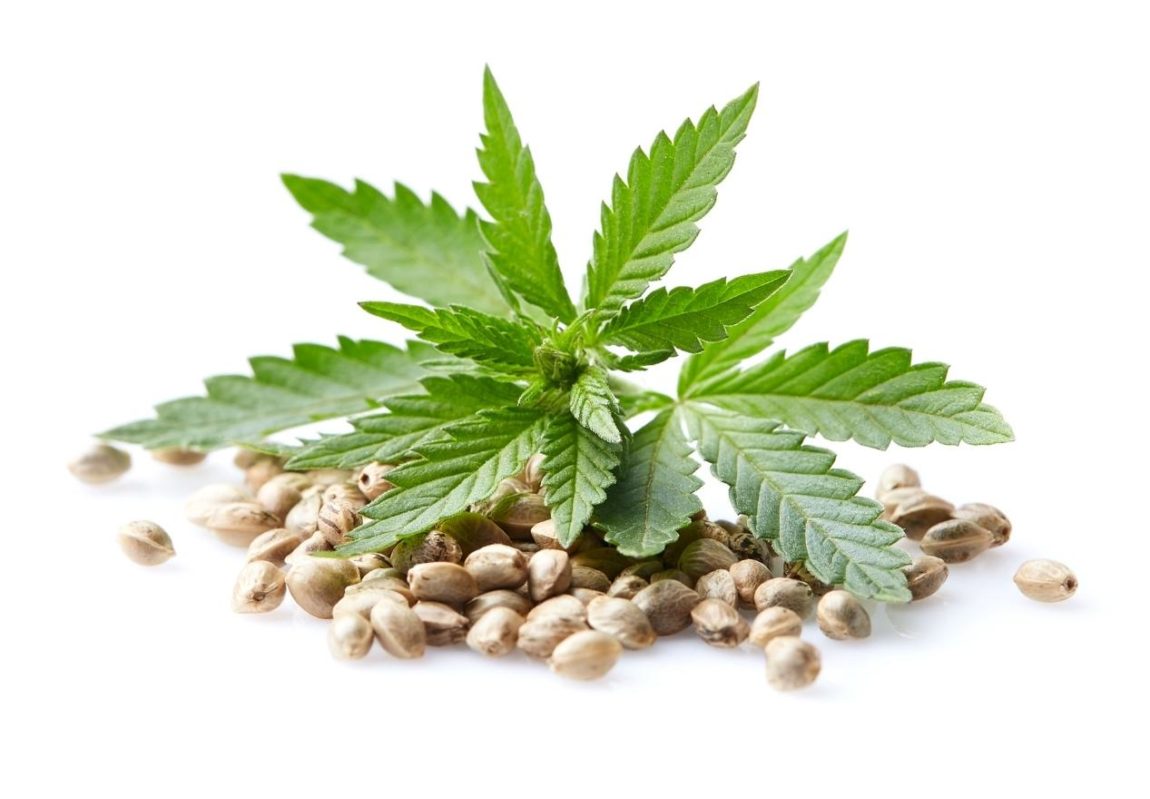 cannabis or hemp