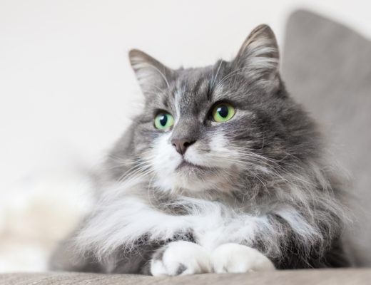 Safety of CBD oil for cats
