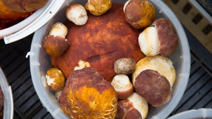 modern day medicinal mushrooms