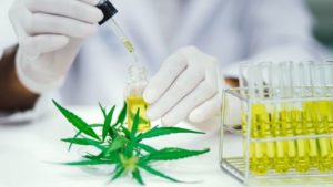 scientist examining differences between sativa and indica