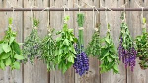 medicinal herbs drying outside