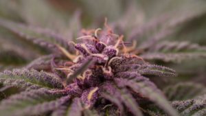 close-up of purple strain of cannabis