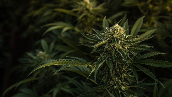 cannabis plants growing in the dark