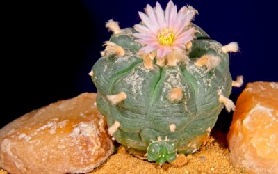 A Beginner’s Guide to Peyote