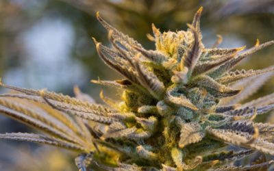 Indica: Uses, Side Effects, What to Expect