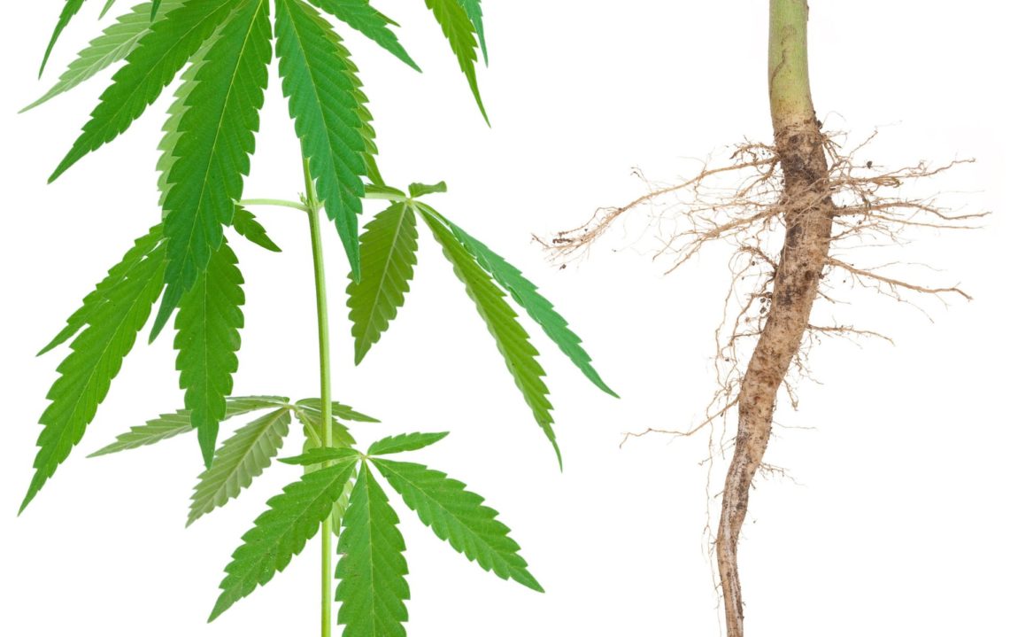 Close-up of cannabis roots