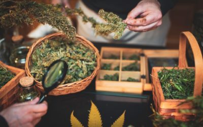 Ultimate Guide to Drying Your Cannabis Buds