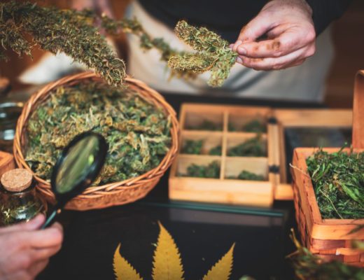 drying cannabis buds by hand