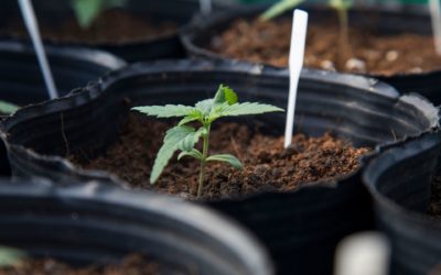 7 Tips to Grow Cannabis from Seed to Flower Like a Pro!