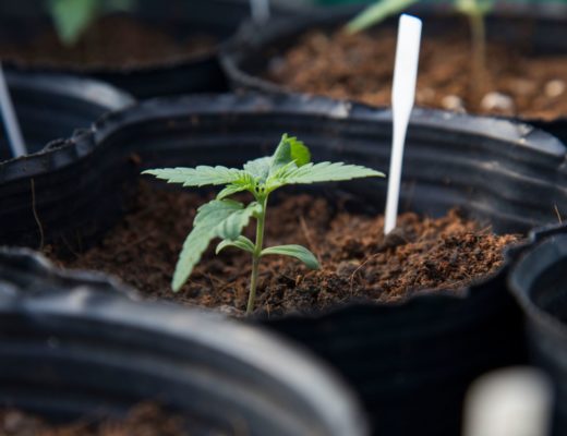 cannabis seedling growing in a pot