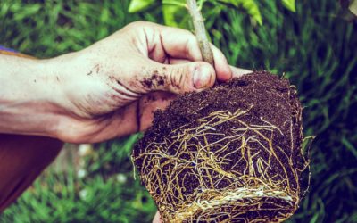 Cannabis Roots: Troubleshooting Tips for a Healthy Plant
