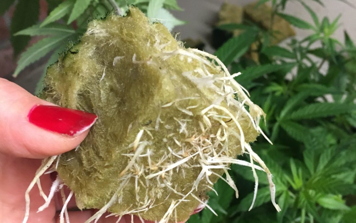 cannabis roots being used as medicine