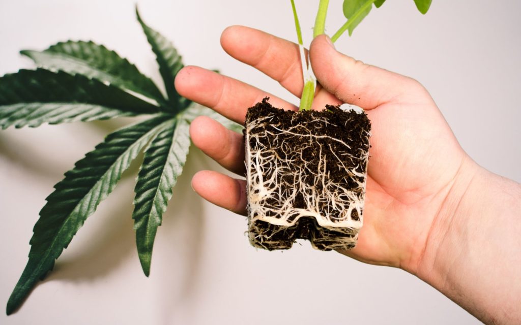 7 Tips For Keeping Your Cannabis Roots Healthy And Strong