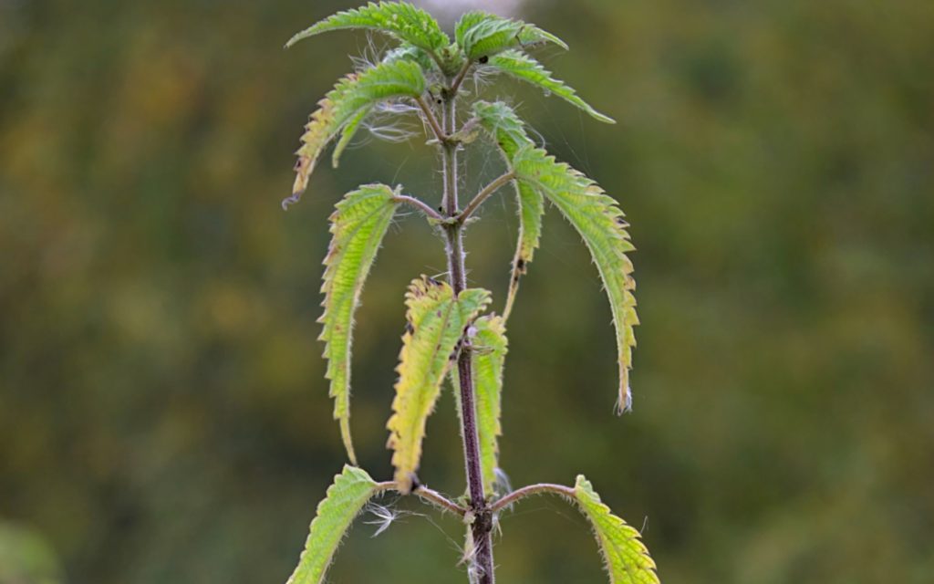 wilted cannabis leaves